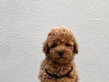 Toy Poodle Yavrularımız
