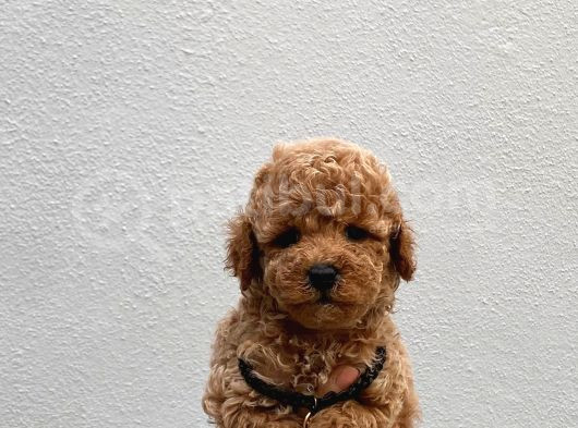 Toy Poodle Yavrularımız görsel