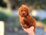 Mi̇ni̇ Mi̇ni̇ Poodle Bebekler