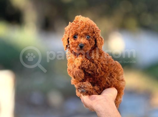 Mi̇ni̇ Mi̇ni̇ Poodle Bebekler görsel