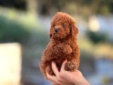 MİNİ MİNİ POODLE BEBEKLER