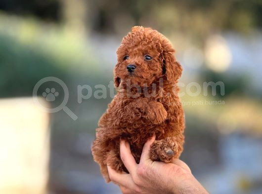 MİNİ MİNİ POODLE BEBEKLER