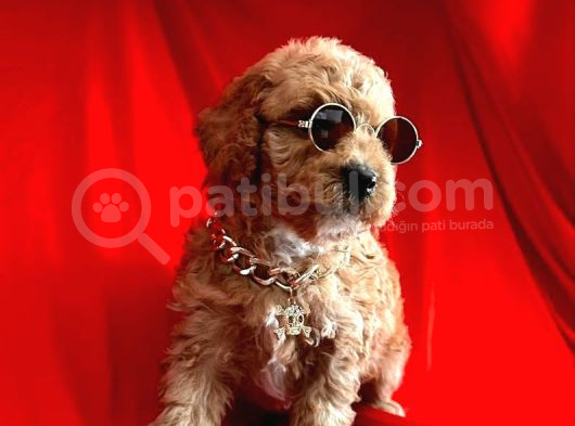 Orji̇nal Poodle Yavrular görsel