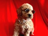 Orji̇nal Poodle Yavrular