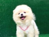Karbeyaz Pomeranian Boo Yavrularımız