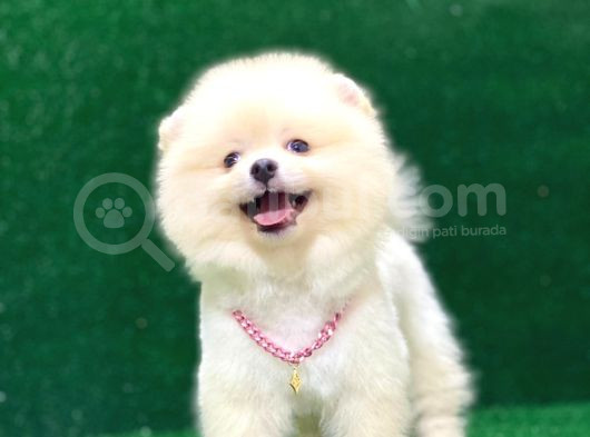 Karbeyaz Pomeranian Boo Yavrularımız görsel