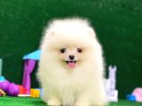 tayland Girişli Pomeranian Boo Yavrularımız