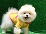 Üst Düzey A Kalite Pomeranian Boo Yavrularımız