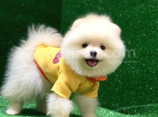 Üst Düzey A Kalite Pomeranian Boo Yavrularımız görsel