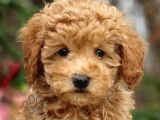 Kahve Tonlu Puppy Kıvırcık Tüylü MALTİPO CİNSİ Yavrular