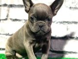 French Bulldog Lekesiz Blue Erkek Yavrumuz