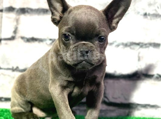 French Bulldog Lekesiz Blue Erkek Yavrumuz görsel