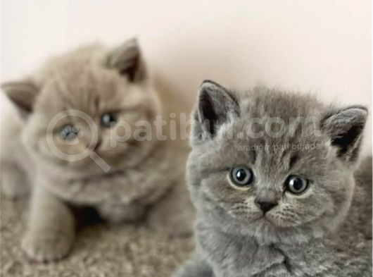 Kara Kuzum Gri British Shorthair görsel