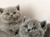 Kara kuzum Gri British Shorthair
