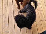 Evimizde Bakılan Orjinal Toy Poodle Yavrular