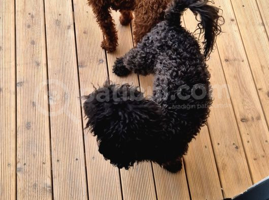 Evimizde Bakılan Orjinal Toy Poodle Yavrular görsel