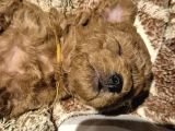 Evimizde bakılan orjinal Toy poodle yavrular