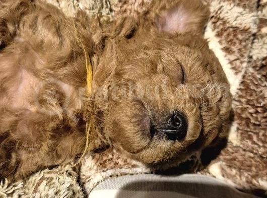 Evimizde Bakılan Orjinal Toy Poodle Yavrular