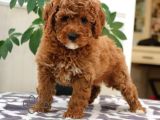 Mini Boy Puppy Kıpkırmızı Red Tooy Poodle