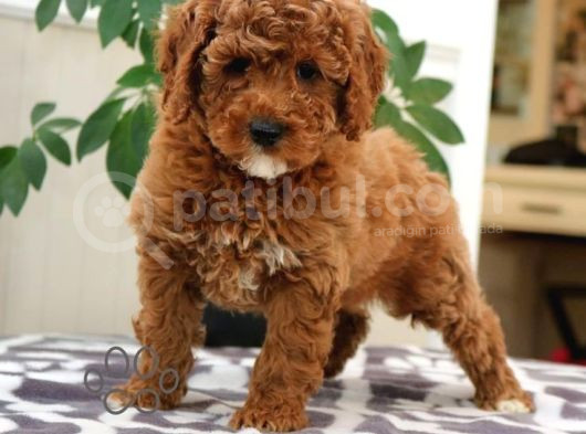 Mini Boy Puppy Kıpkırmızı Red Tooy Poodle görsel