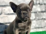 French Bulldog Lekesiz Blue Erkek Yavrumuz