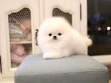 Ayı Surat Boo Yavrularımız