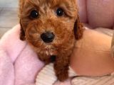 2 aylık dişi toy poodle