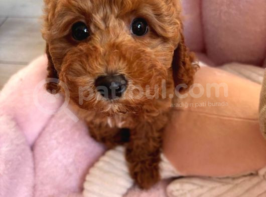 2 Aylık Dişi Toy Poodle
