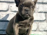 French Bulldog Lekesiz Blue Erkek Yavrumuz