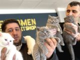 Show Kali̇te British Shorthair Yavrular Ank Mağazamizda Görün