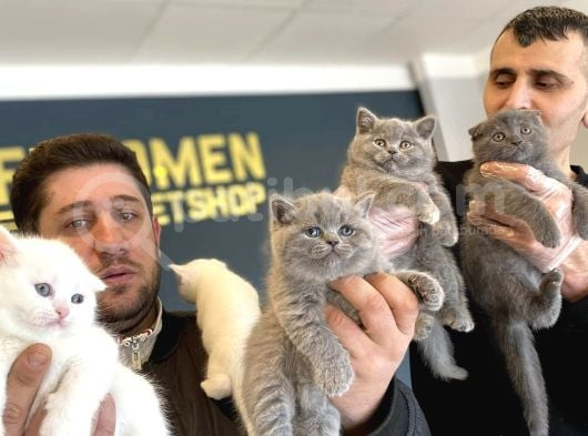 Show Kali̇te British Shorthair Yavrular Ank Mağazamizda Görün görsel