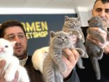 Show Kali̇te British Shorthair Yavrular Ank Mağazamizda Görün