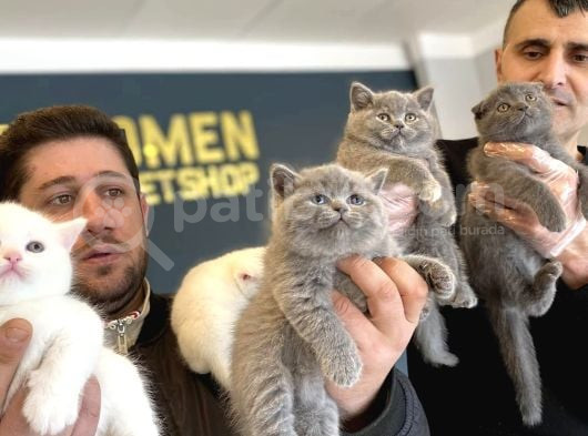 Show Kali̇te British Shorthair Yavrular Ank Mağazamizda Görün görsel