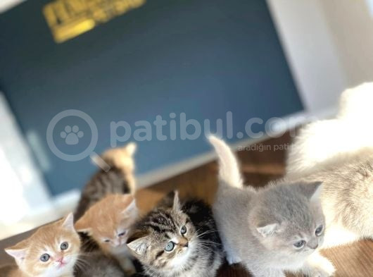 Show Kali̇te British Shorthair Yavrular Ank Mağazamizda Görün görsel