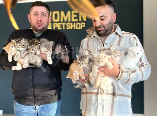 Show Kali̇te British Shorthair Yavrular Ank Mağazamizda Görün görsel