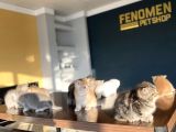 Show Kali̇te British Shorthair Yavrular Ank Mağazamizda Görün