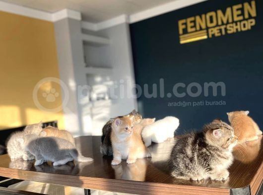 Show Kali̇te British Shorthair Yavrular Ank Mağazamizda Görün görsel