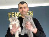 Show Kali̇te British Shorthair Yavrular Ank Mağazamizda Görün