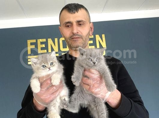 Show Kali̇te British Shorthair Yavrular Ank Mağazamizda Görün görsel