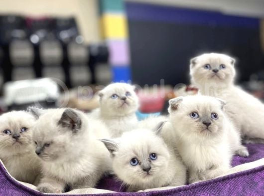 Show Kali̇te British Shorthair Yavrular Ank Mağazamizda Görün görsel