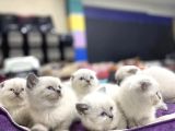 Show Kali̇te British Shorthair Yavrular Ank Mağazamizda Görün