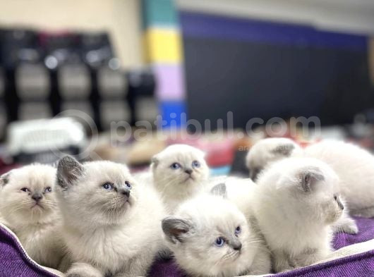 Show Kali̇te British Shorthair Yavrular Ank Mağazamizda Görün görsel
