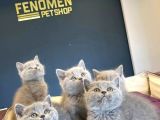 SHOW KALİTE BRITISH SHORTHAIR YAVRULAR ANK MAĞAZAMIZDA GÖRÜN