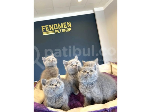 Show Kali̇te British Shorthair Yavrular Ank Mağazamizda Görün