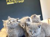 Show Kali̇te British Shorthair Yavrular Ank Mağazamizda Görün