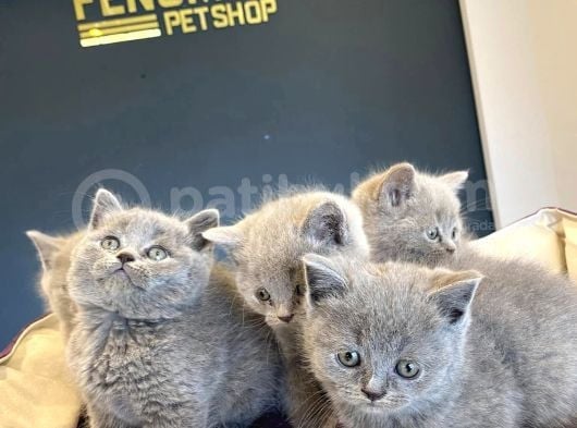 Show Kali̇te British Shorthair Yavrular Ank Mağazamizda Görün görsel