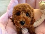 2 Aylık Dişi Toy Poodle