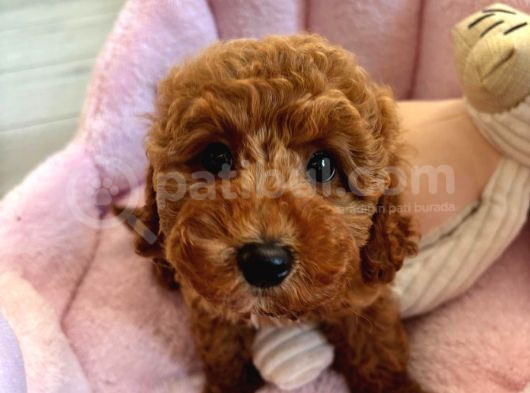 2 Aylık Dişi Toy Poodle görsel