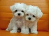 Maltesse Terrier Cinsi Mini Boy Puppy Kar Beyaz