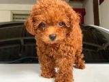 TEACUP 2 KG GARANTİSİ ALTINDA KIRMIZI RED TOOY POODLE